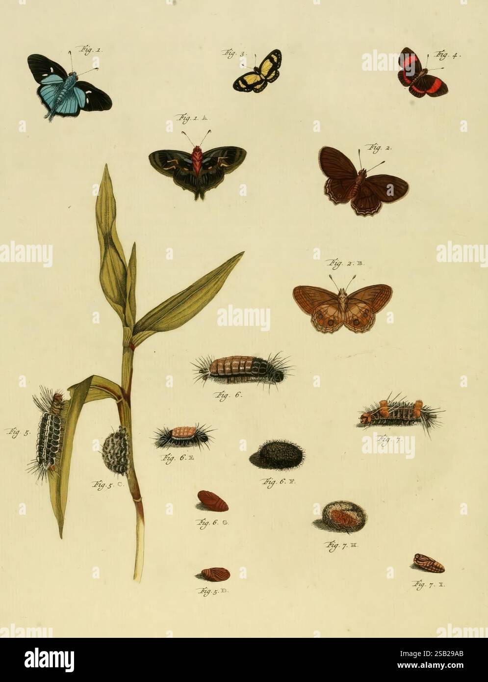African Patterns Insect Exhibiting bold patterns hi-res stock photography and images - Alamy