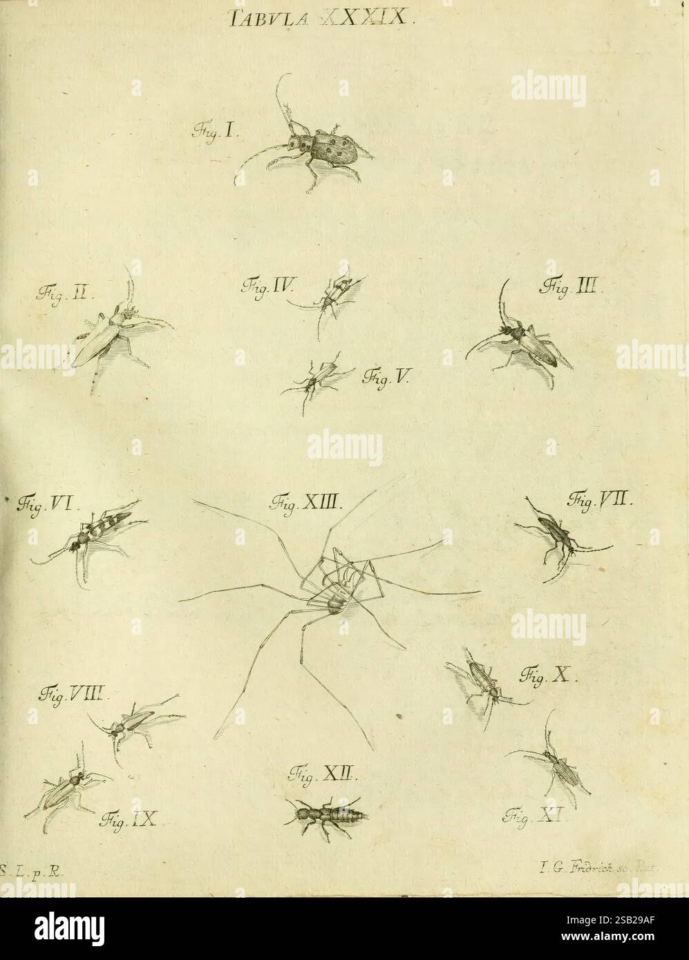 1791 germany insects regensburg arthropoda pictorial hi-res stock ...