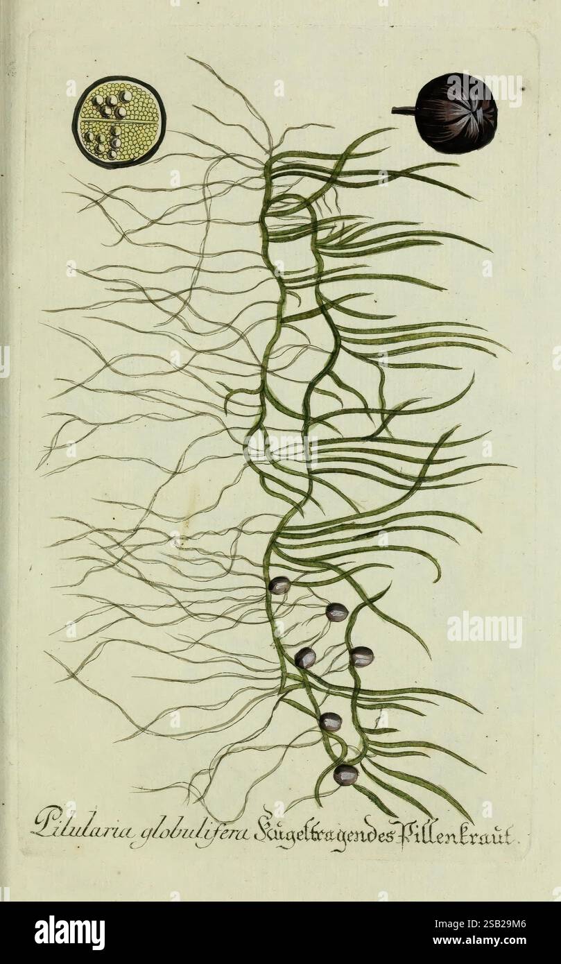Plantarum indigenarum et exoticarum icones ad vivum coloratae oder ...