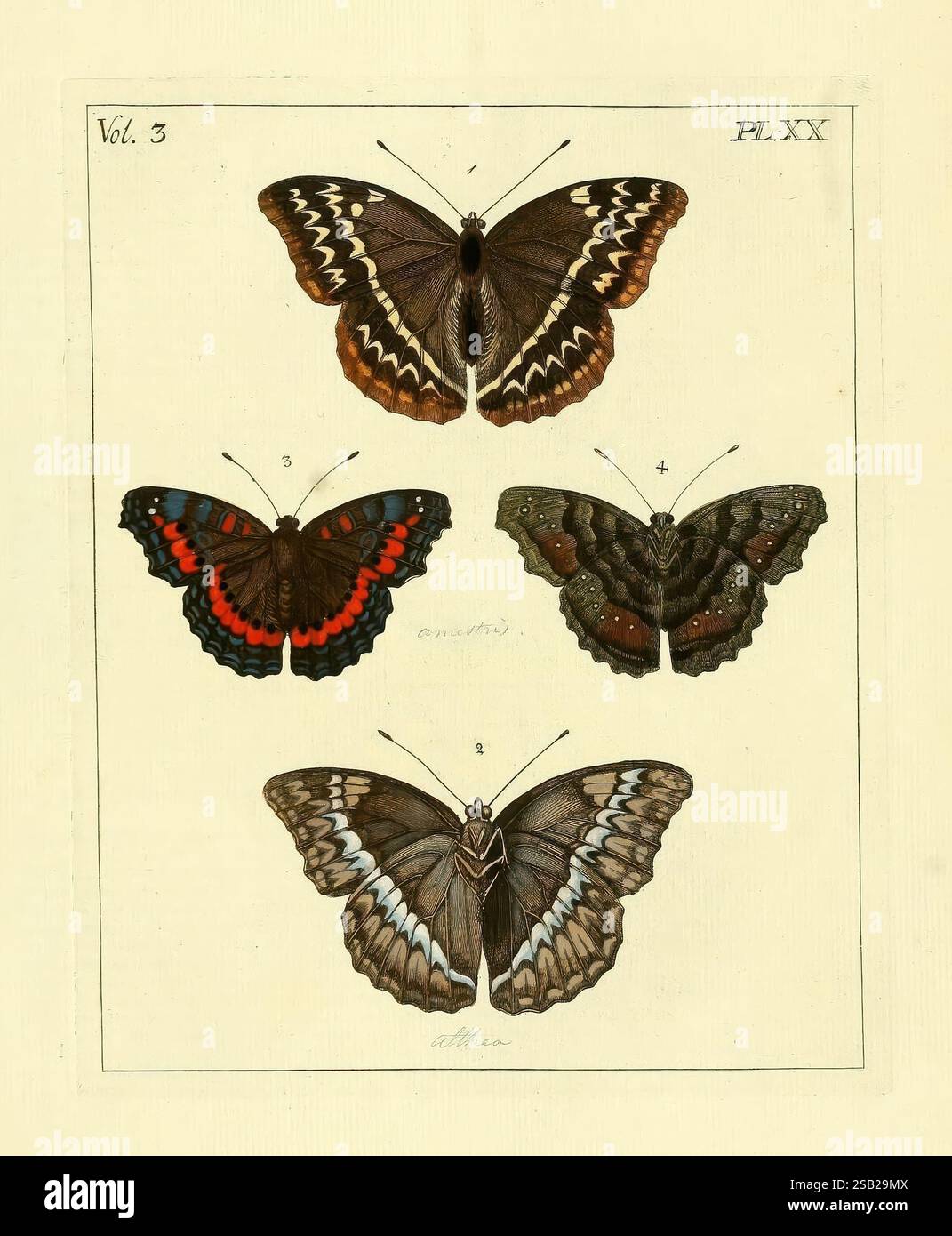Third butterfly features dark hi-res stock photography and images - Alamy