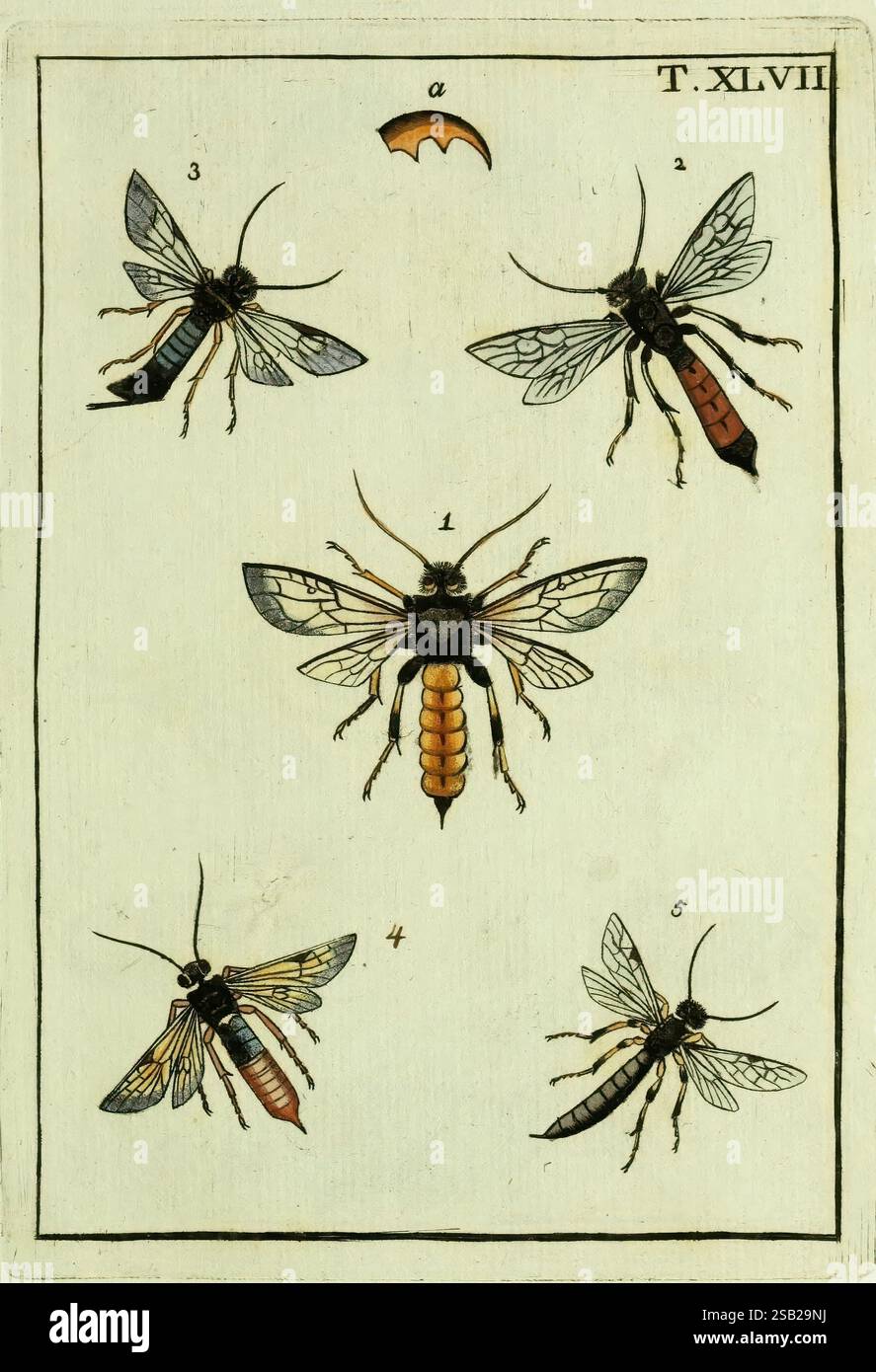 Naturgeschichte, Klassification und Nomenclatur der Insekten vom Bienen ...