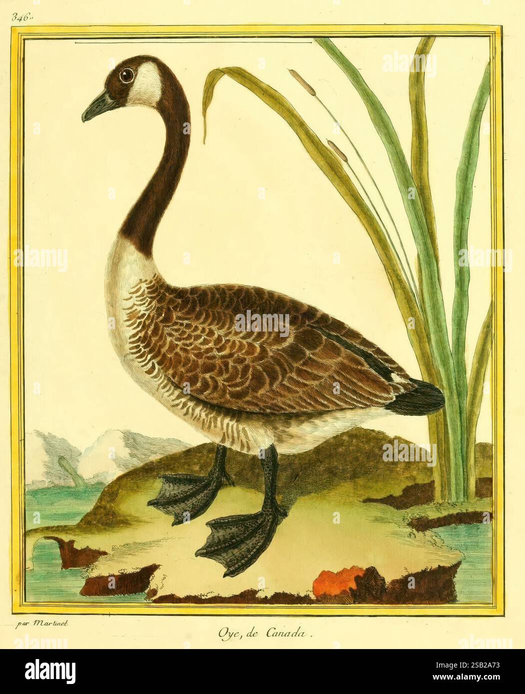 Tall reeds framing hi-res stock photography and images - Alamy