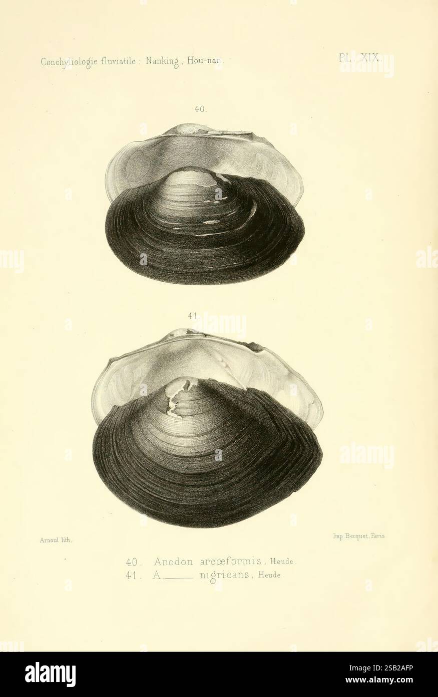 Arcaeformis hi-res stock photography and images - Alamy