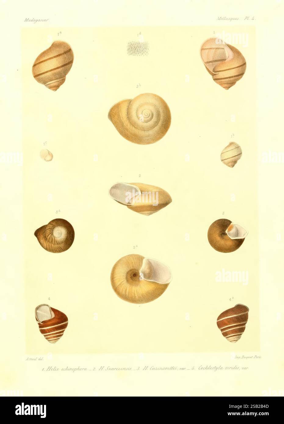 Shell Naturele Top row presents two distinct shell types hi-res stock photography and ...