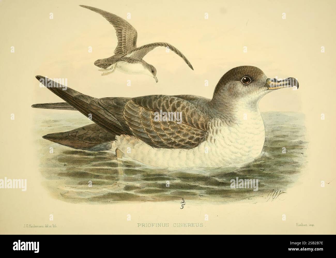 Seabird identified hi-res stock photography and images - Alamy