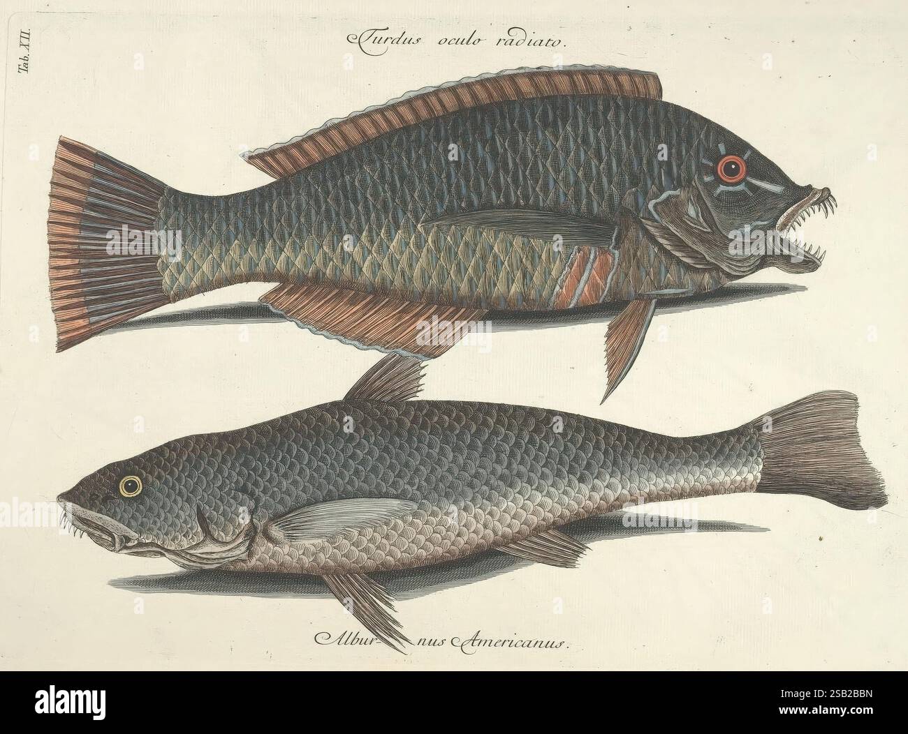 Dark colored fish exhibits hi-res stock photography and images - Alamy