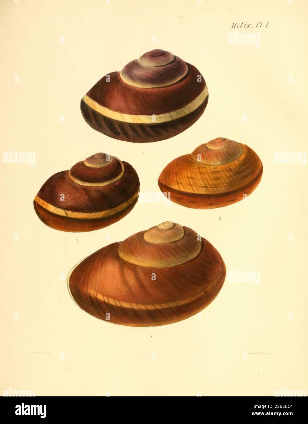 Conchologia Iconica, or Illustrations of the Shells of Molluscous ...