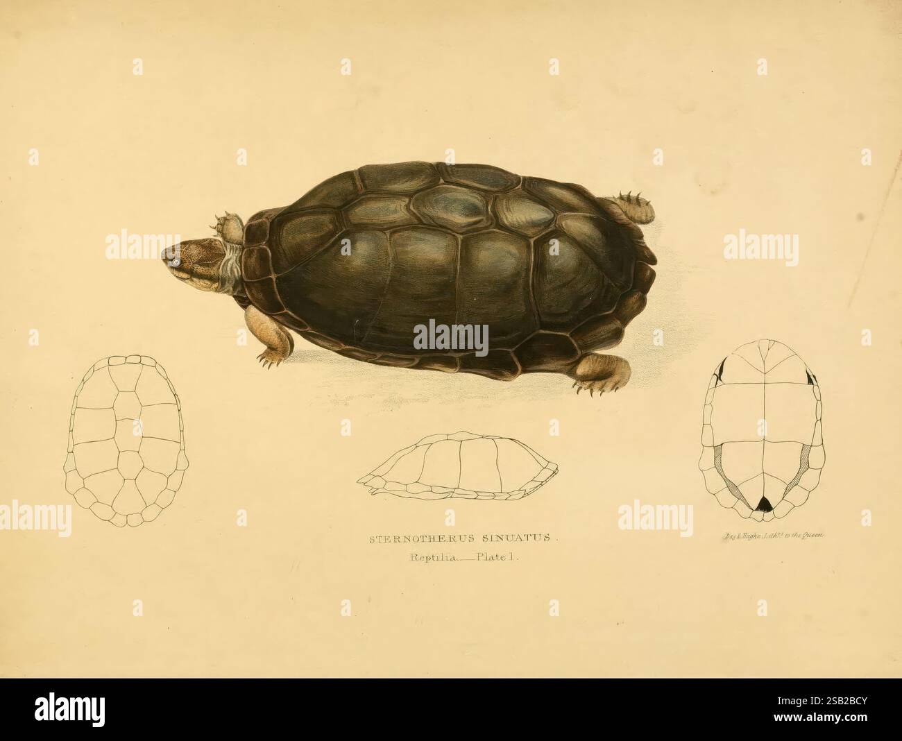 Labeled caption identifies hi-res stock photography and images - Alamy