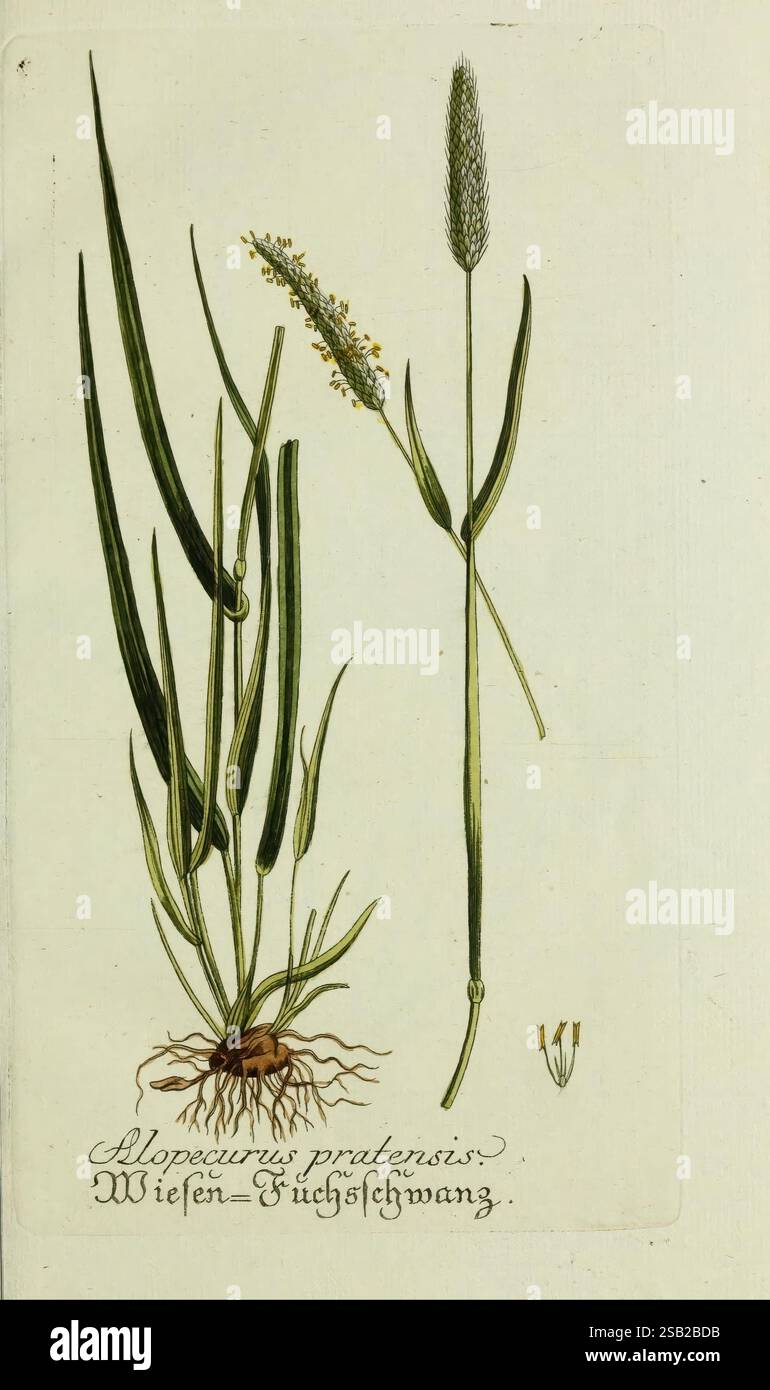 Plantarum indigenarum et exoticarum icones ad vivum coloratae, oder ...