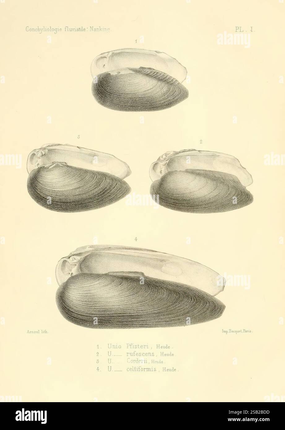 Series of detailed depictions of various mollusk species hi-res stock ...