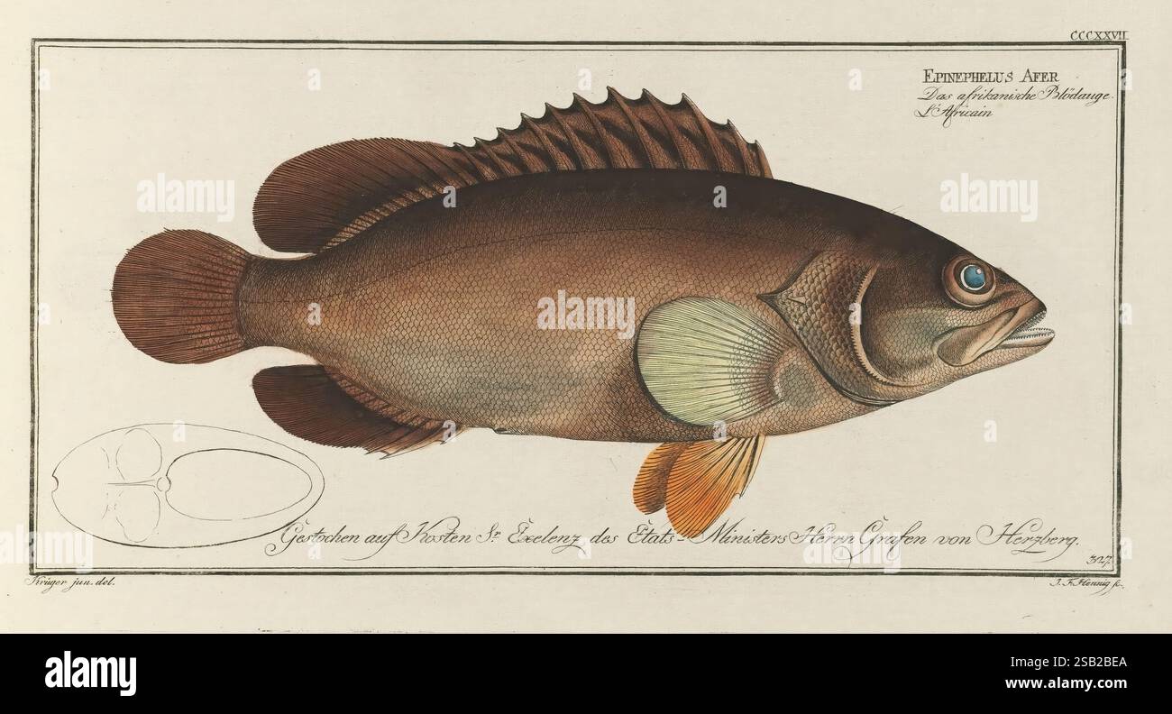 early-works-chordate-actinopterygii-serranidae-perciformes-epine-hi-res