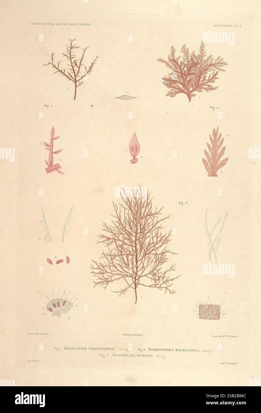 Botanique, Paris, Gide et Cie, 1845-1853., The illustration showcases a ...