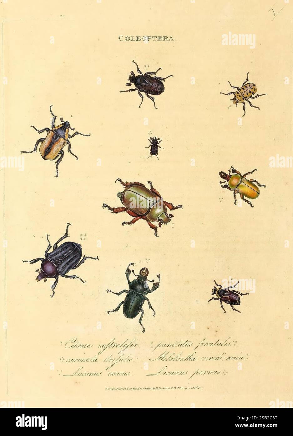 Polynesia Insects Hsa font hi-res stock photography and images - Alamy