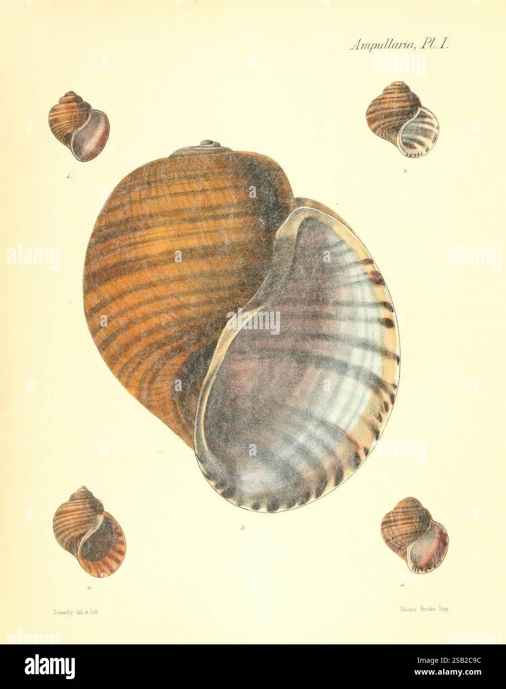 Conchologia Iconica, or Illustrations of the shells of molluscous ...