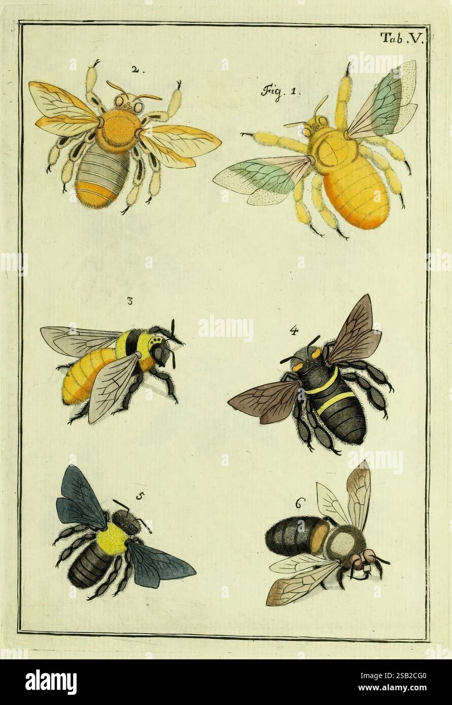 Naturgeschichte, Klassification und Nomenclatur der Insekten vom Bienen ...