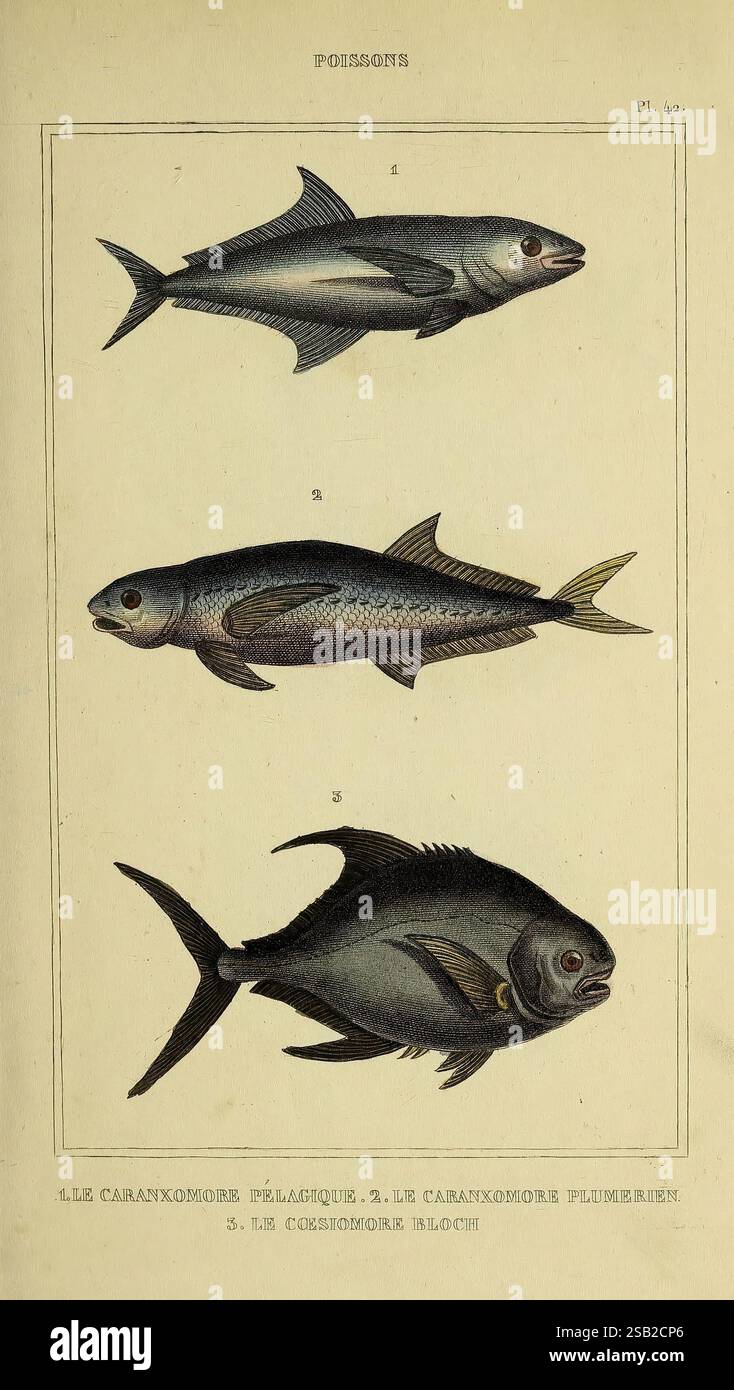 Distinct Fish Illustration features three distinct fish species hi-res stock ...