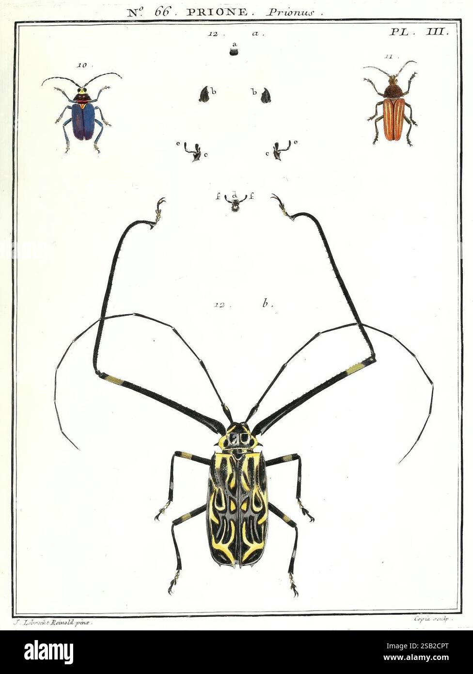 Different beetle variations hi-res stock photography and images - Alamy