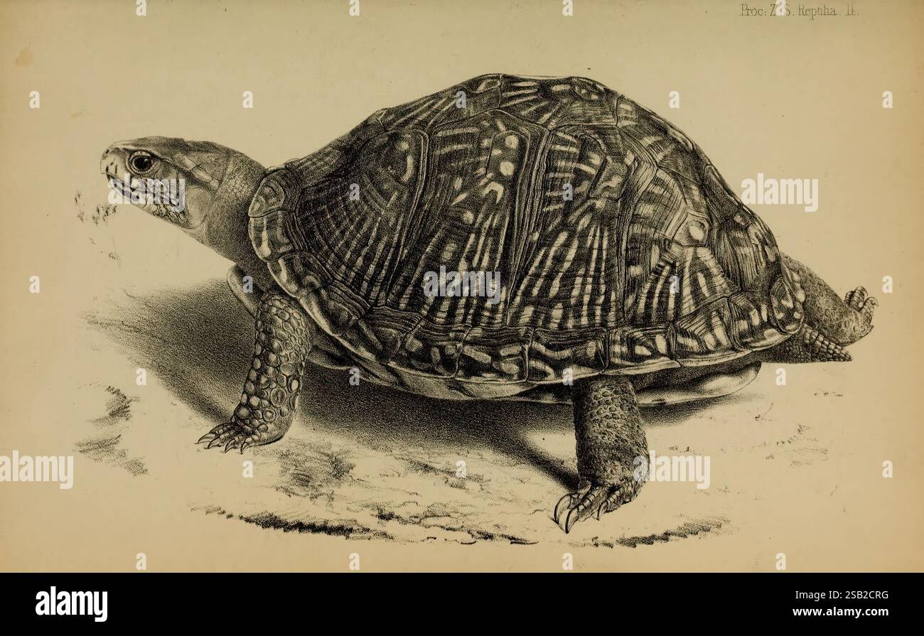Tortoises form hi-res stock photography and images - Alamy