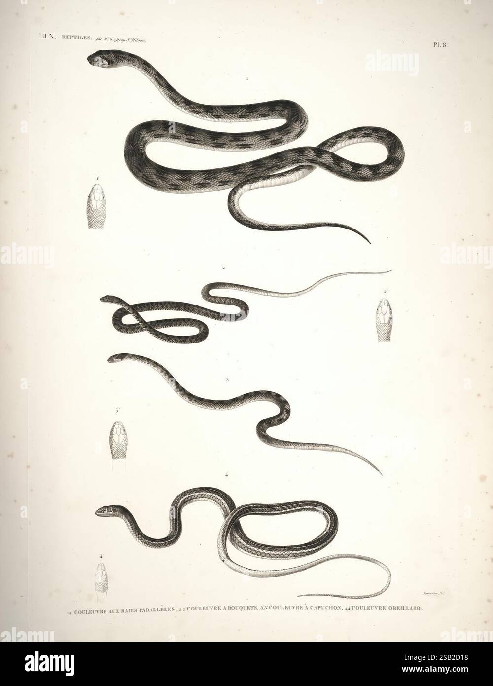 Subsequent drawings showcase elongated hi-res stock photography and ...