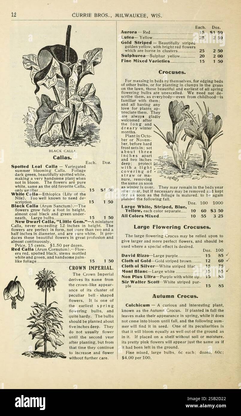 Illustrated botanical catalog page hires stock photography and images