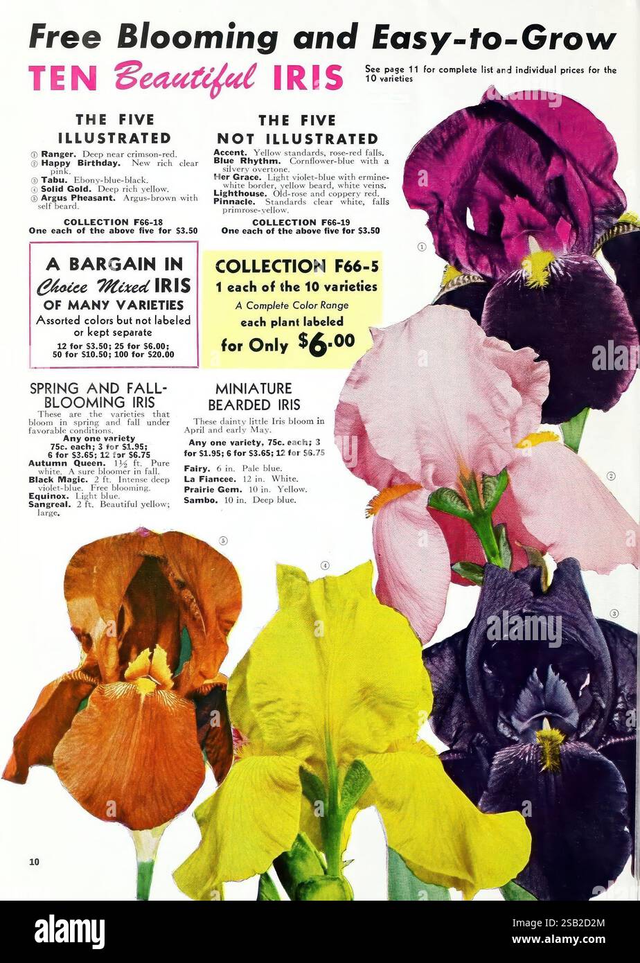 Choice mixed irises hires stock photography and images Alamy