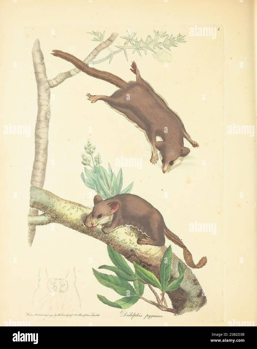 Pygmaeus Animals Illustration features two marsupials hi-res stock photography and ...