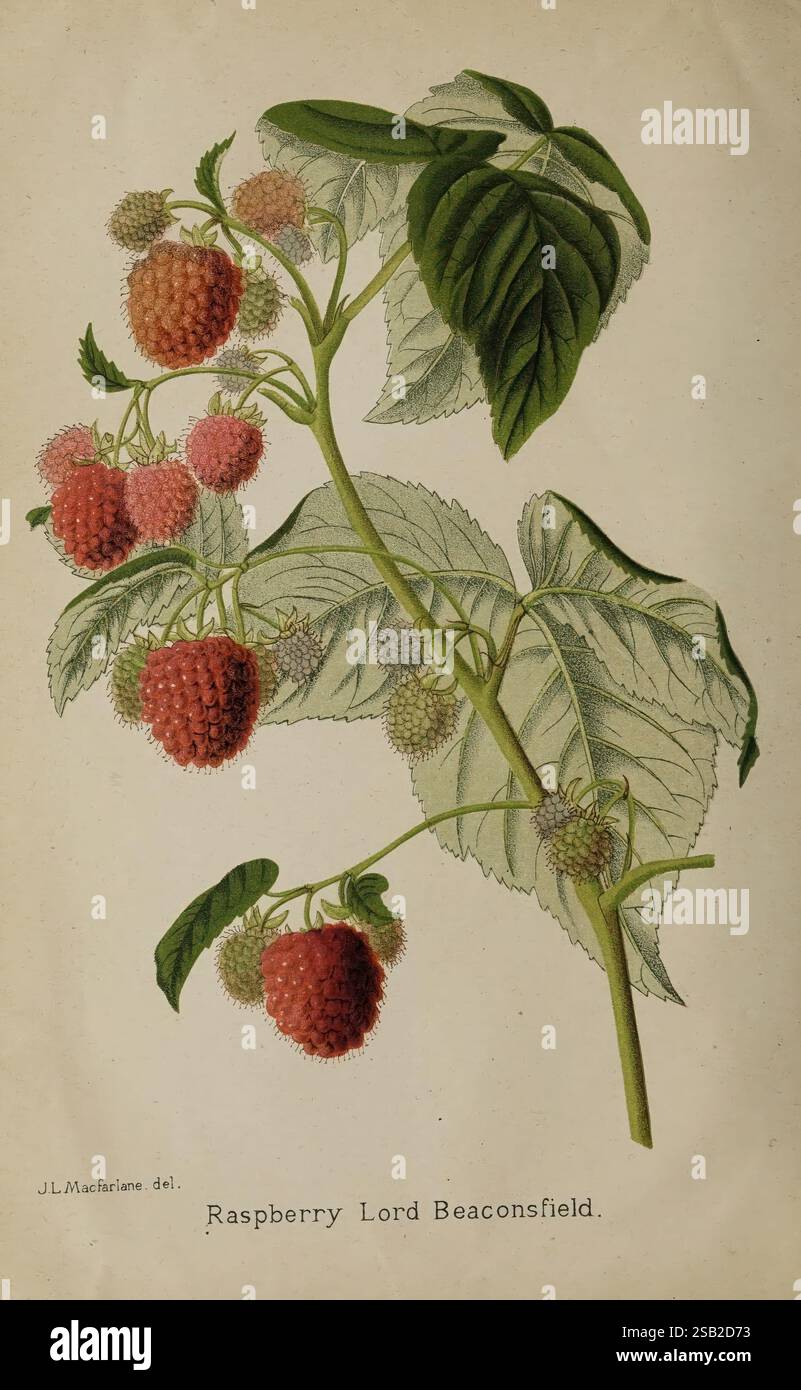 Raspberry lord beaconsfield hi-res stock photography and images - Alamy
