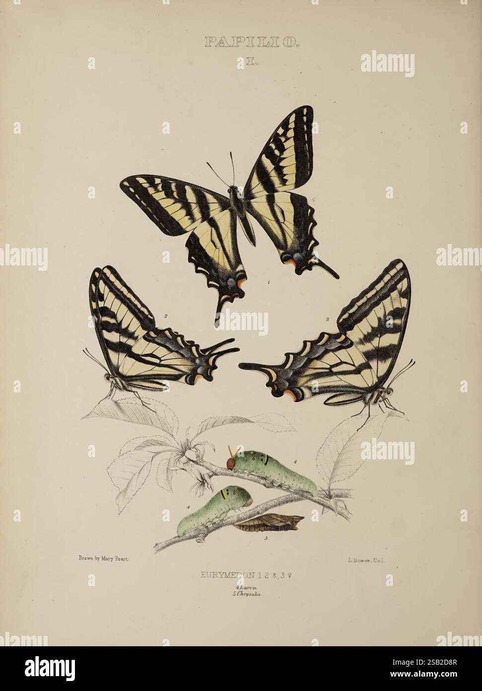 Multiple elegant swallowtail butterflies display hi-res stock ...