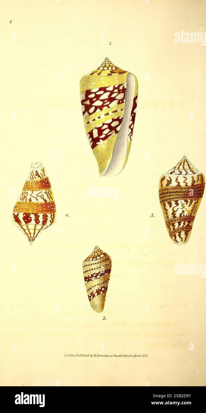 Marshall Shell Compact fourth shell hi-res stock photography and images - Alamy
