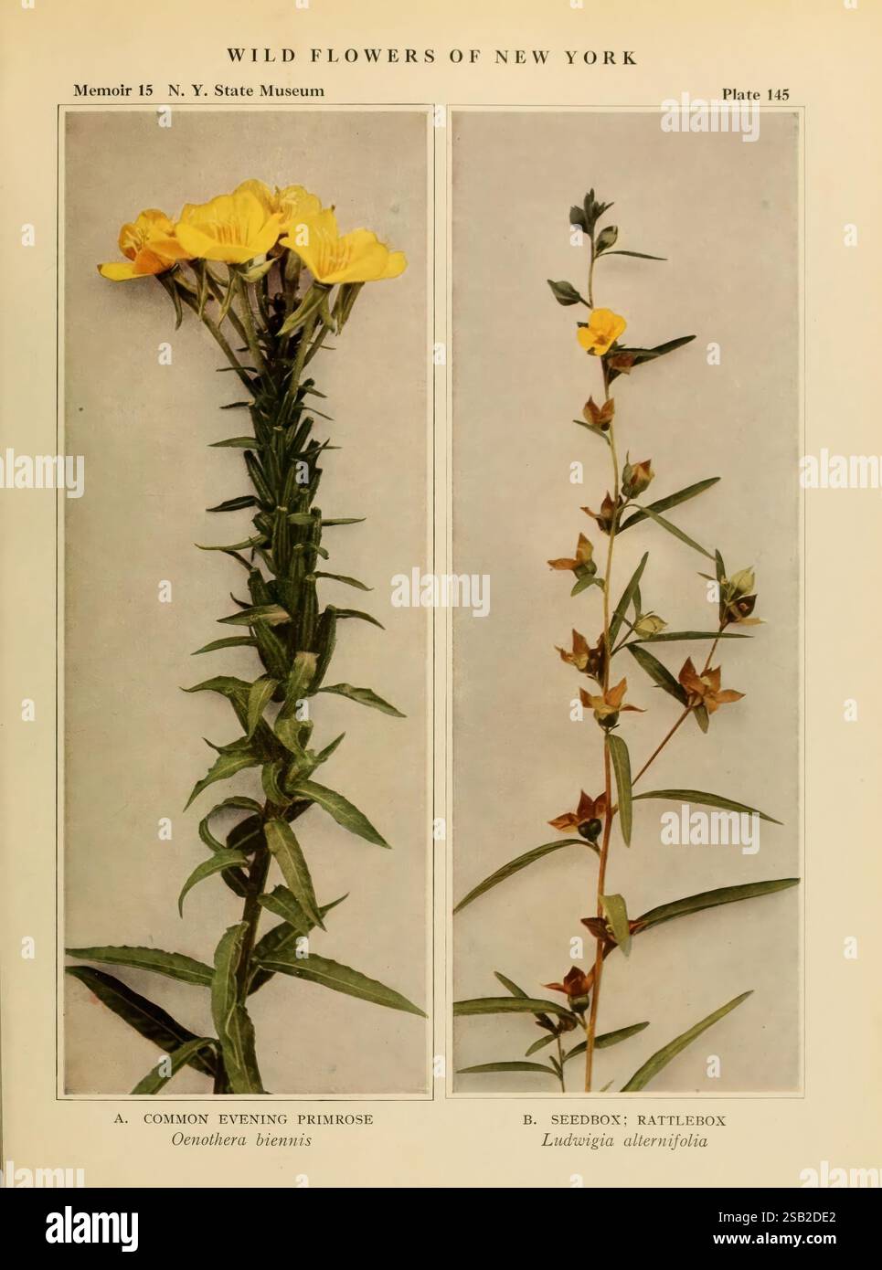 Wild, flowers, of, New, York. 1918, New York, state, pictorial, works