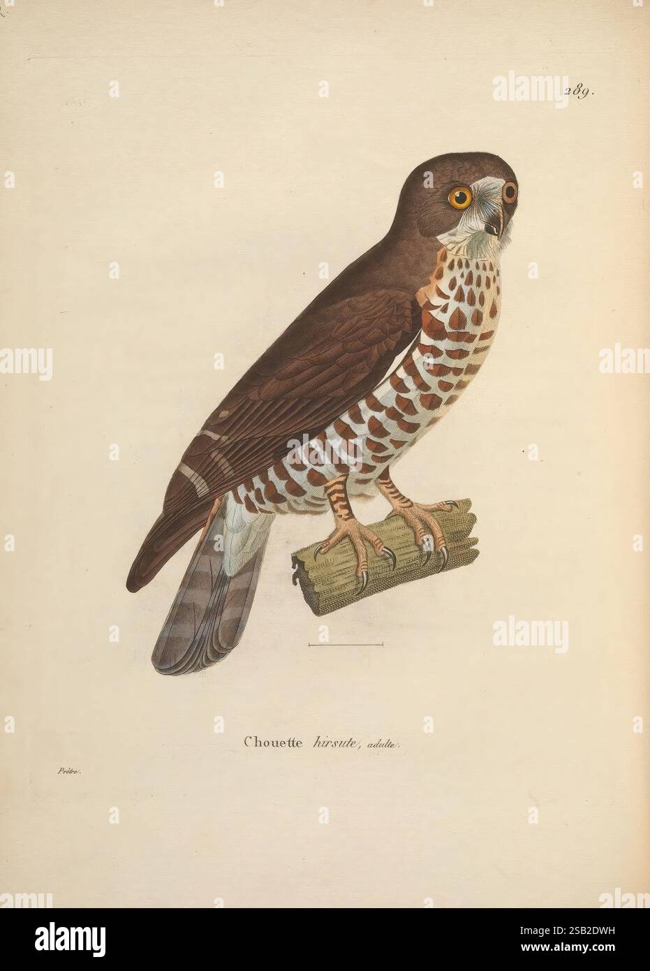 Strix hirsuta hi-res stock photography and images - Alamy