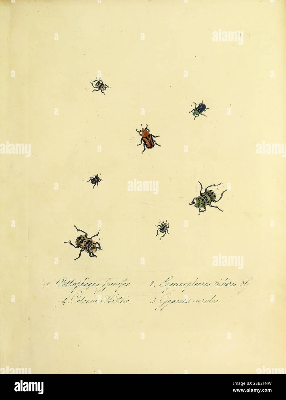 Labelled Insects Labeled list identifies hi-res stock photography and images - Alamy