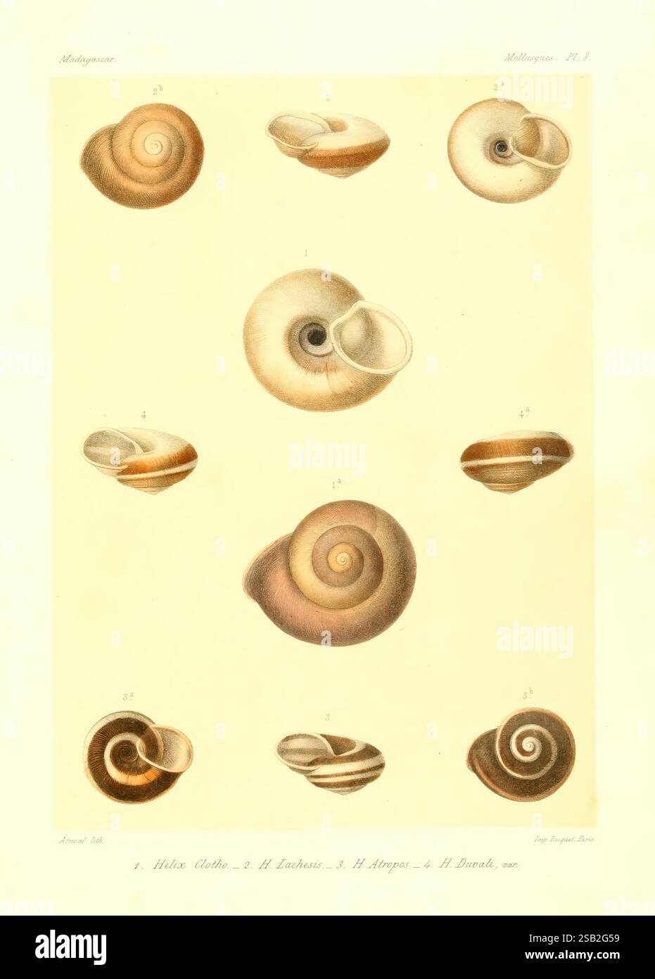 Histoire Physique Naturelle Et Politique De Madagascar Paris Impr ...