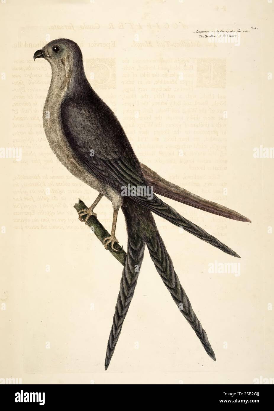 Underb Upper branch displays sleek plumage hi-res stock photography and images ...