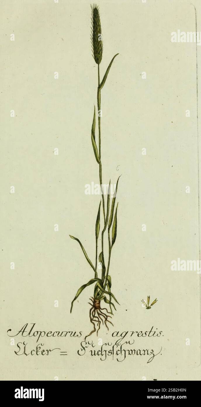 Species alopecurus agrestis hi-res stock photography and images - Alamy