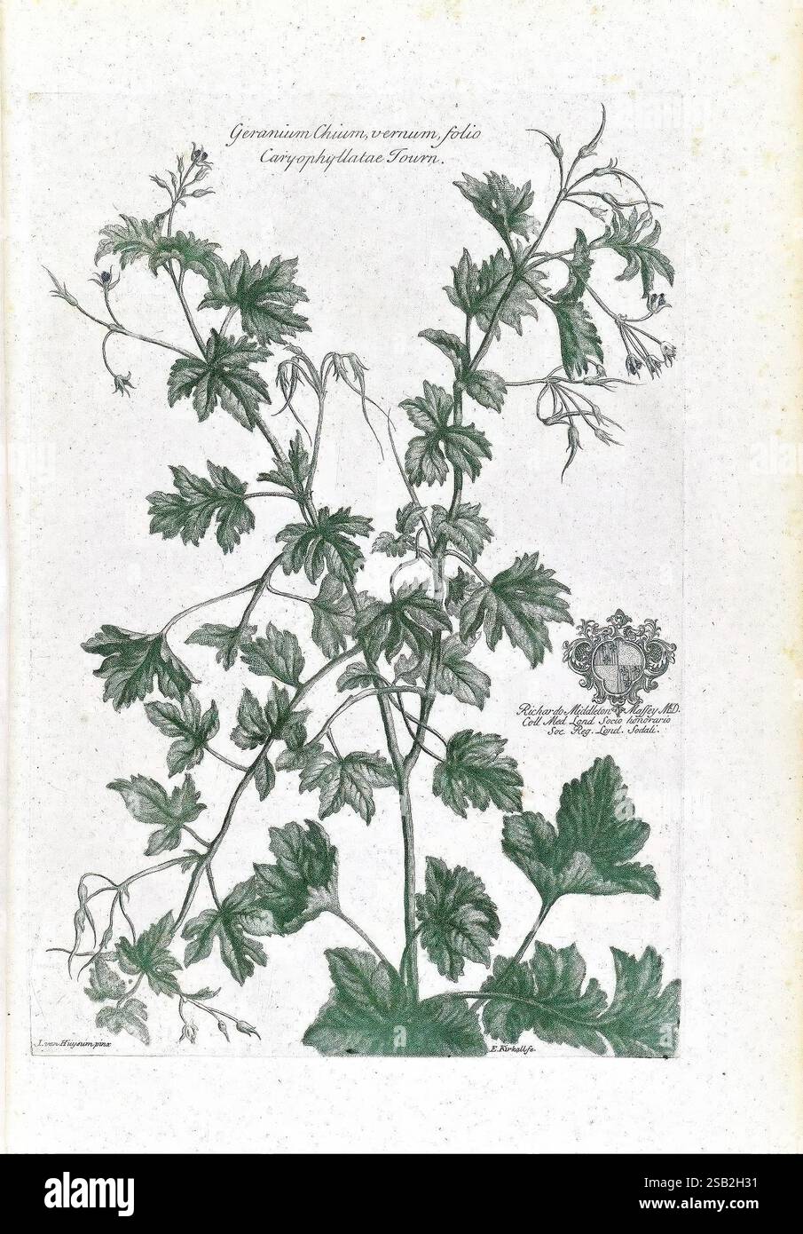 Geranium chiusum hi-res stock photography and images - Alamy