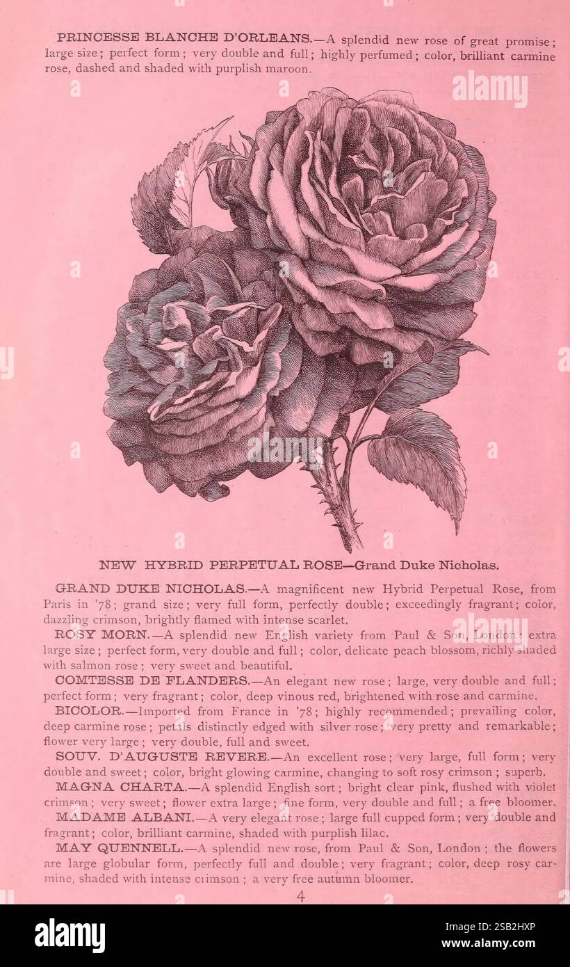 The new guide to rose culture, West Grove, Pa, The Dingee & Conard Co ...