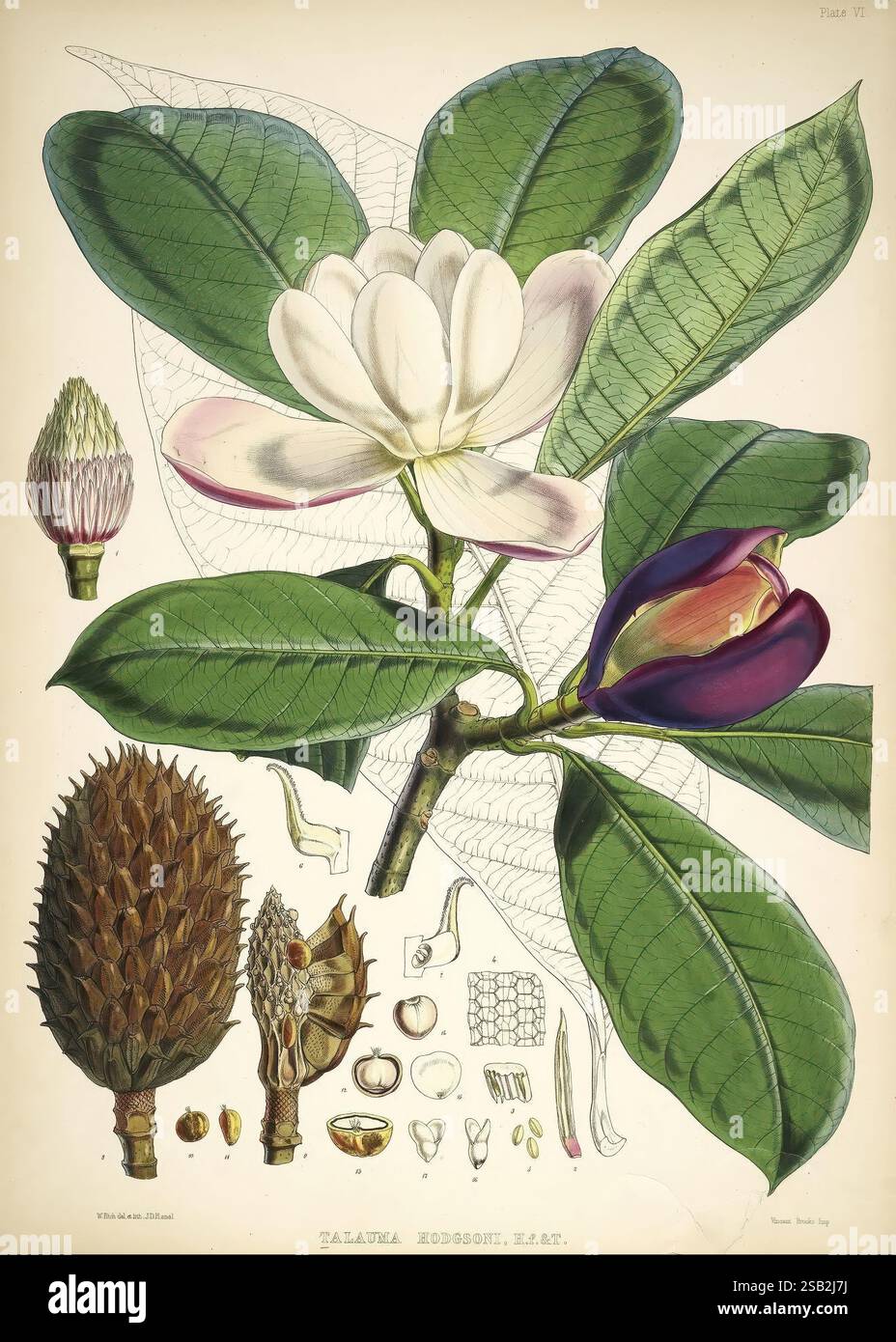 Magnolia Tree Structure Illustrations of Himalayan plants, London, L. Reeve, 1855, Himalayan ...