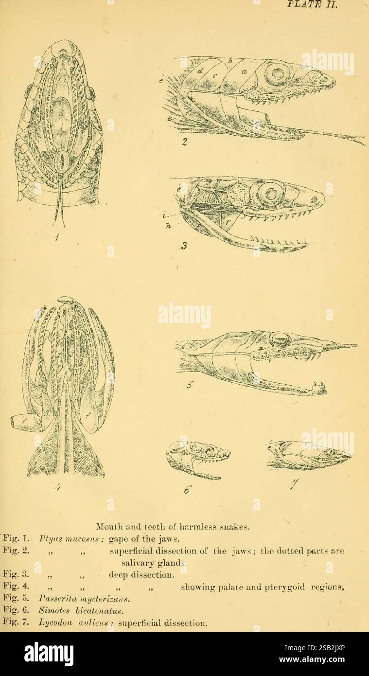 Indian snakes, Madras, Higginbotham, 1874, China, India, Snakes, South ...