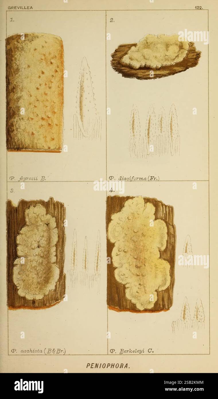Section highlights distinct textures hi-res stock photography and ...