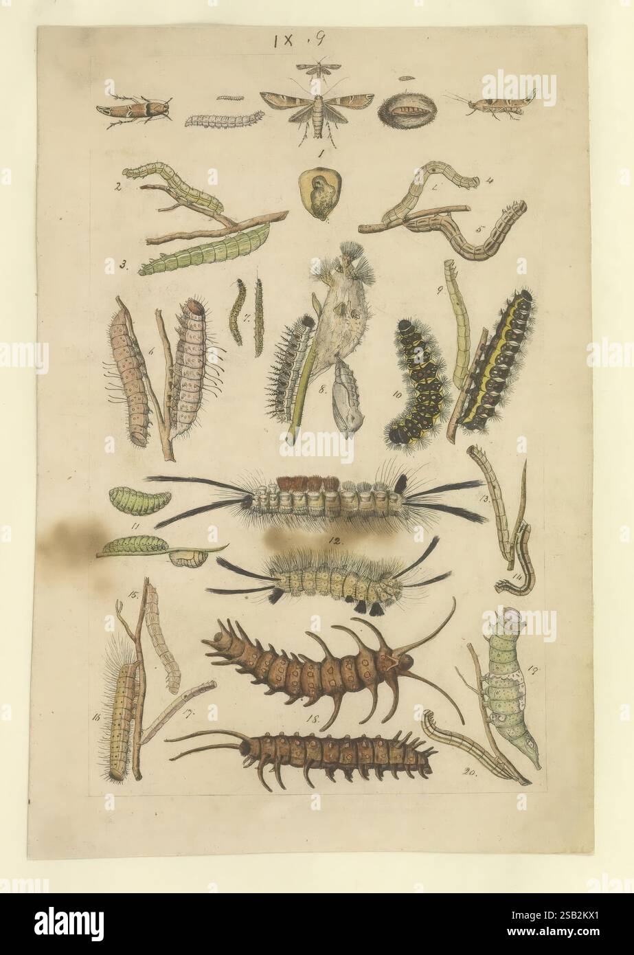 Lepidoptera, manuscript, [between 1873-1883?], lepidoptera, lifecycles ...