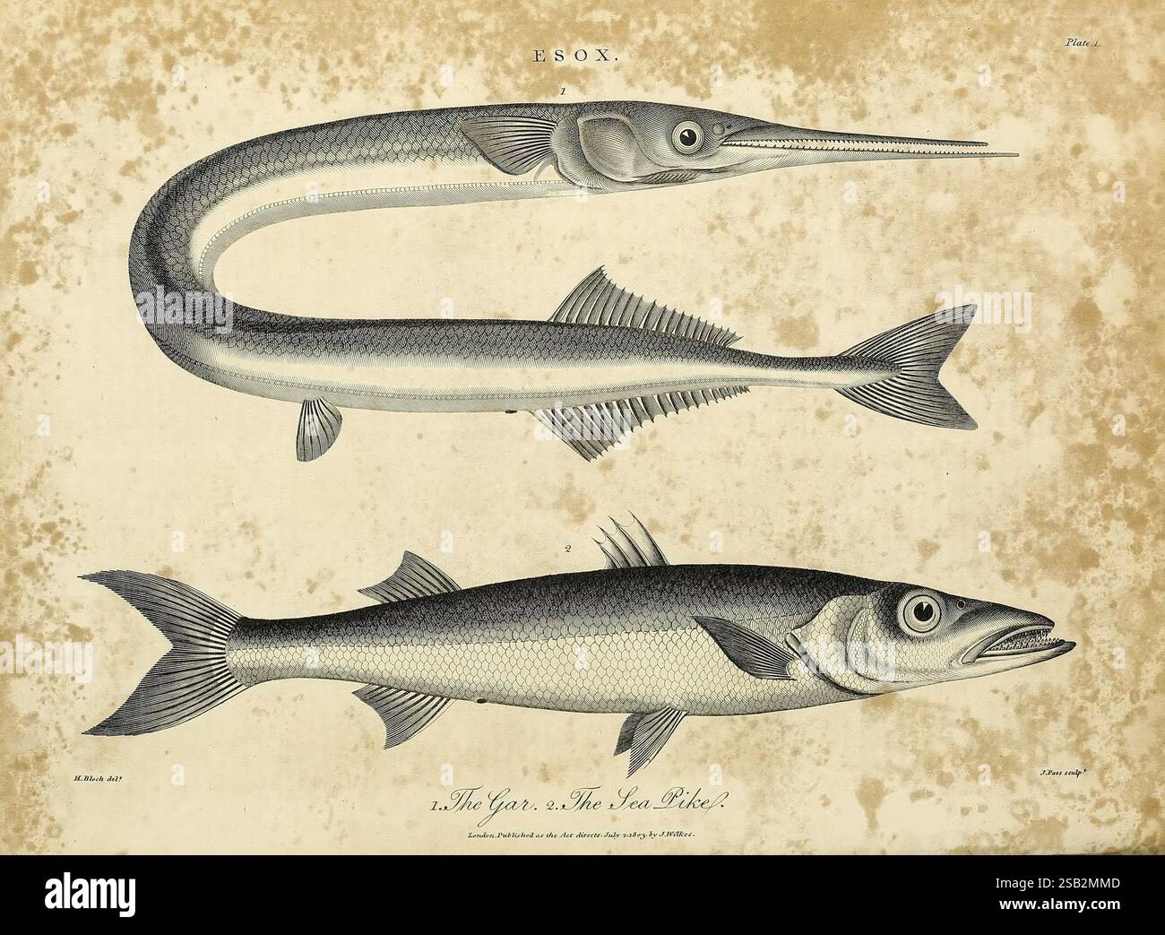 Distinct Fish Illustration features two distinct fish species hi-res stock ...