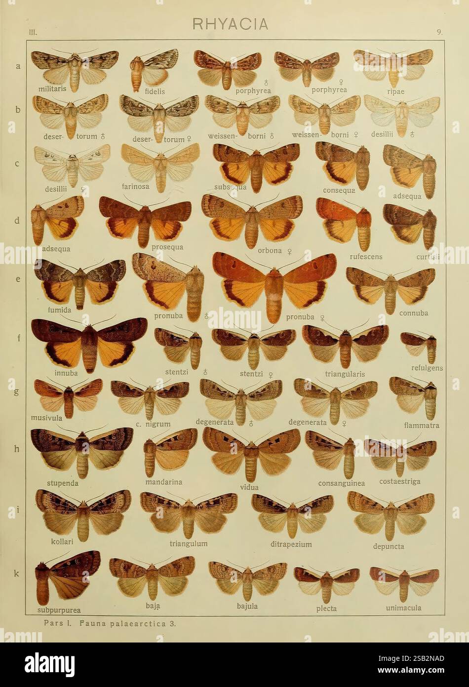 The Macrolepidoptera of the world, v.3, plates, Stuttgart, Seitz'schen ...