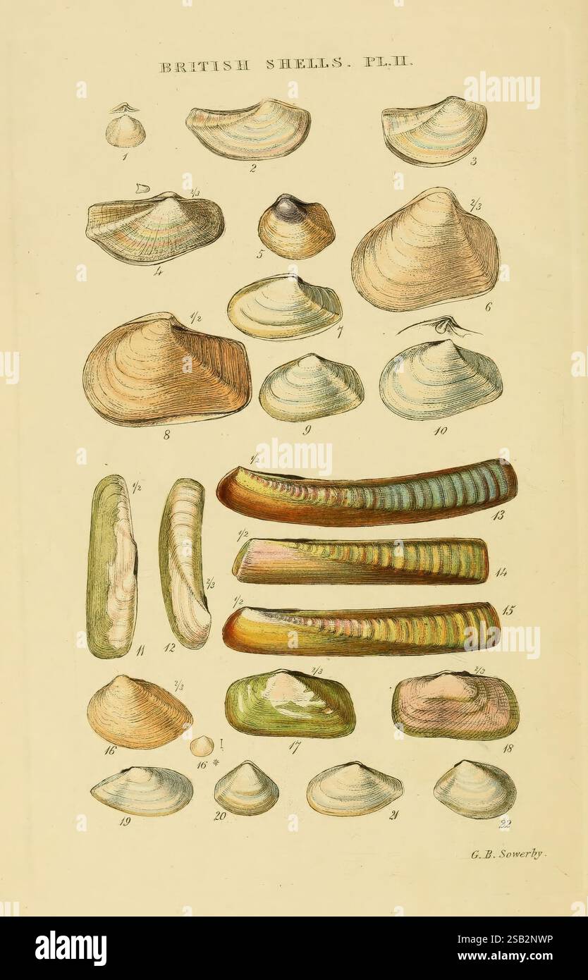 Various gastropod shell forms hi-res stock photography and images - Alamy