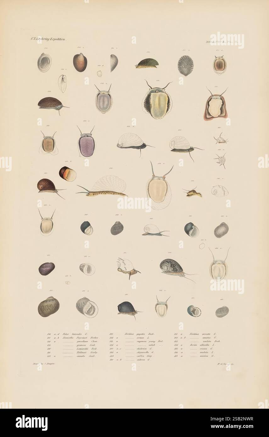 Classification of animals chart hi-res stock photography and images - Alamy