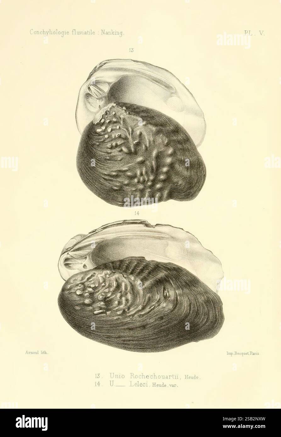 Lower representation showcases hi-res stock photography and images - Alamy