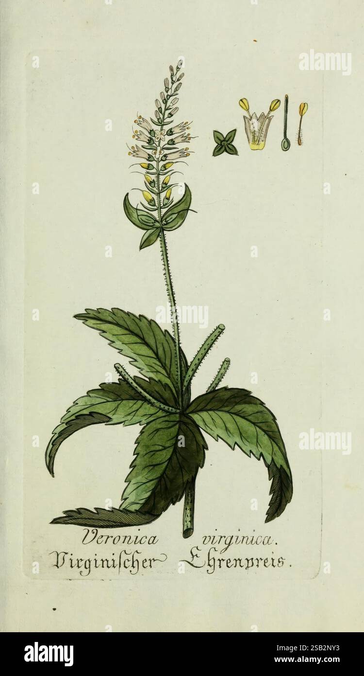 Plantarum indigenarum et exoticarum icones ad vivum coloratae, oder ...