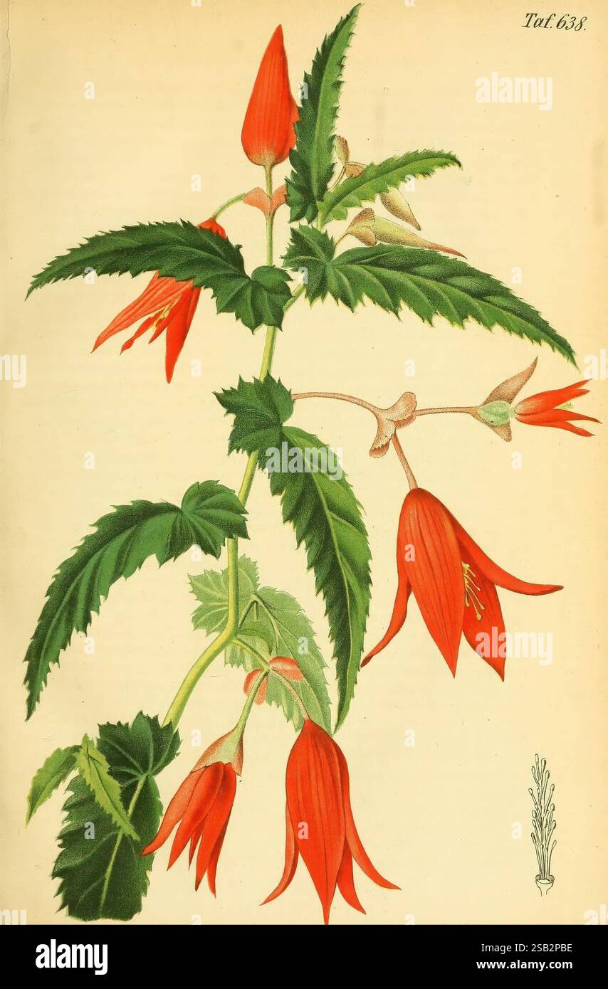 Gartenflora, Erlangen, F. Enke, 1852-1940, botany, gardening, Germany ...