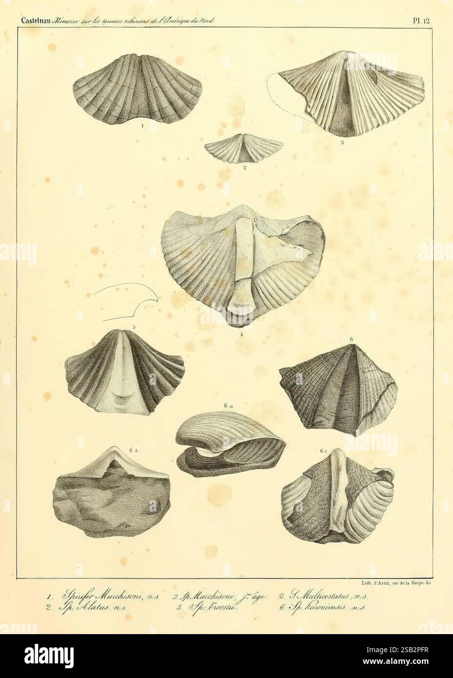 Series of different shell shapes hi-res stock photography and images ...