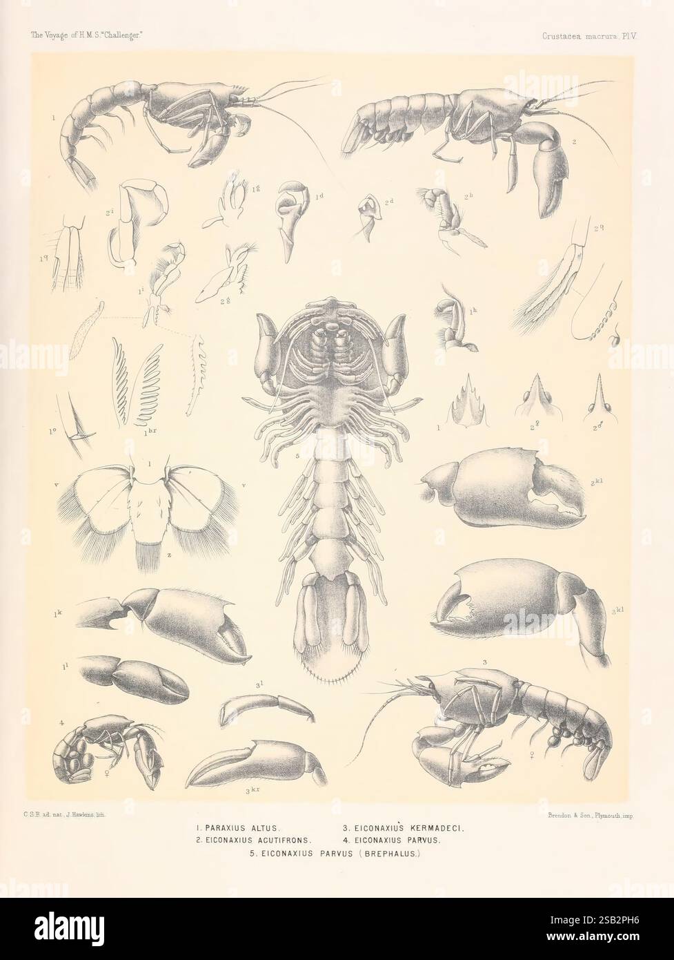 Report on the scientific results of the voyage of H.M.S. Challenger ...